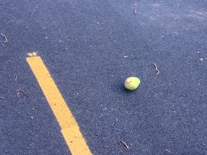 Mango na silnici (časté jako v ČR jablka) 
